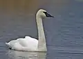 Trumpeter swan, C. buccinator