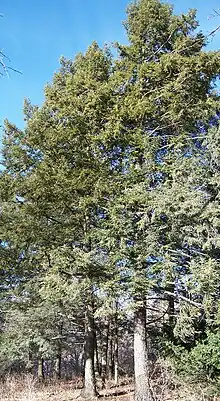 Eastern hemlock