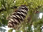 Pine cone