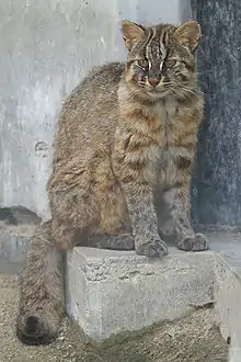 Tsushima leopard cat