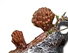 Tubifera corymbosa