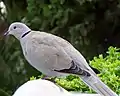 Eurasian collared-doveStreptopelia decaocto