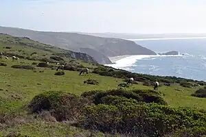 Tule elk on Tomales Point Trail