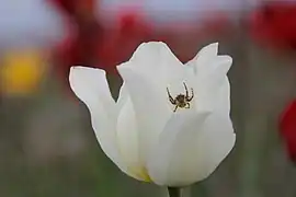 White specimen (lake Manych-Gudilo).