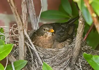 Image 5Bird nestPhoto: JJ HarrisonA female Common Blackbird (Turdus merula) in her nest. Cup nests like the one shown here, usually made of pliable materials like grasses, are commonly built by passerines. Other types of nests include the knot-hole left by a broken branch, a burrow dug into the ground, a chamber drilled into a tree, an enormous rotting pile of vegetation and earth, or a mud dome with an entrance tunnel.More selected pictures