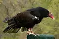 Turkey vulture near the lagoon