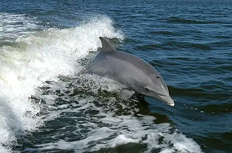 Bottlenose dolphin, highest encephalization of any animal after humans