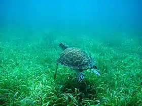 Turtle at Tamarindo Beach