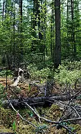 Twin Lakes Bog