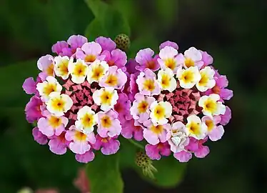 Twin Lantana camara 'Patty Wankler' with crab spider waiting for prey