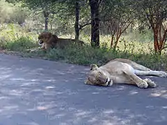 Two lionesses having a break after an unsuccessful hunt