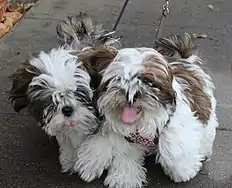 Image 39Two Shih Tzu puppies  (from Puppy)