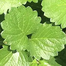 Strawberry leaves