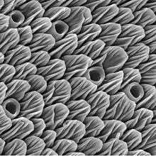 Olfactory sensors (scales and holes) on the antenna, under the electron microscope