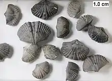 The Devonian brachiopod Tylothyris from the Milwaukee Formation.