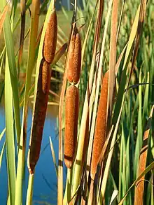 Raupō (bulrush),