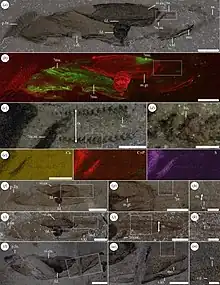 Fossils of Typhloesus, at one time considered the first conodont body fossil.