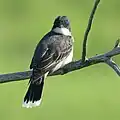 Eastern kingbird