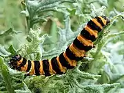 Image 11The black and yellow warning colours of the cinnabar moth caterpillar, Tyria jacobaeae, are avoided by some birds. (from Animal coloration)