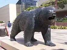 The statue of the UCLA Bruin, on Bruin Walk. The statue was designed by Billy Fitzgerald.