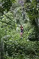 Image 40Zip-lining in the jungles of Belize (from Tourism in Belize)