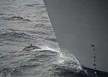 Clymene dolphin bow-riding