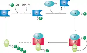 Schematic diagram of the ubiquitylation system.