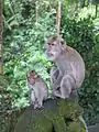 Mother and child in the Ubud Monkey Forest