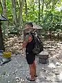 A monkey climbs on a tourist in the Ubud Monkey Forest
