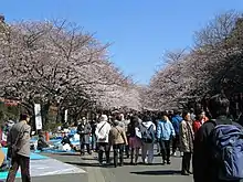 Cherry blossoms in Ueno Park