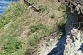 Sand martins in flight by their nest holes