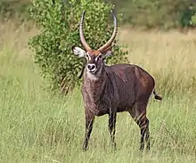 Brown bovid