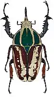 Mecynorhina ugandensis' var. kuntzeni Tesař