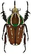 Mecynorhina ugandensis var. knirschi Tesař with green marks