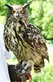 Eurasian eagle-owl