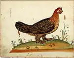 old coloured engraving of a hen with feathered legs and feet