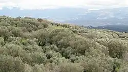 olive grove in the municipality of Filandari in the province of Vibo Valentia