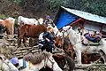 Horses in Ulleri