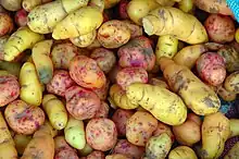 Image 1Ulluco: Common crop of the Andean region (from Andean agriculture)