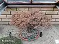 Bonsai 'Hokkaido' showing colour of December leaves