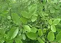 U. crassifolia foliage, Botanischer Garten, Berlin-Dahlem