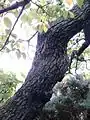 Bark of same