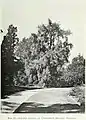 The Cambridge Botanic Garden 'Pendula', 1915