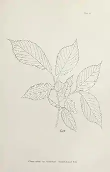 Ulmus nitens var. hunnybunii, by E. W. Hunnybun