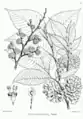 Ulmus wallichiana, from Illustrations of the Forest Flora of North-West and Central India, 1874