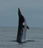 Northern minke whale breaching off Azores