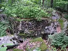 U. mammulata on sandstone blocks in Otter Creek Wilderness, West Virginia.