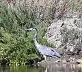 Heron