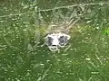 Underwater Gharial