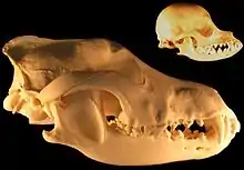 Image 47Reduction in size under selective breeding – grey wolf and chihuahua skulls. (from Domestication of the dog)